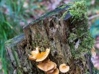 Hellbraune Lamellen Pilzgruppe an bemoostem Baumstumpf